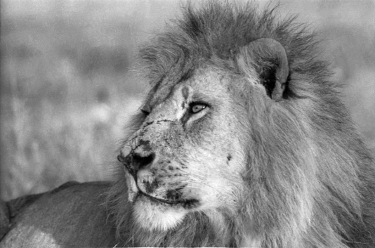 The Lion King by Vicente Lim, Jr. taken at Tsavo, Kenya.