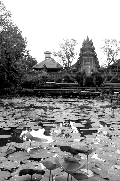 A lotus garden and a temple.